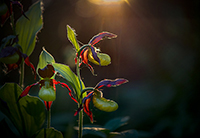 Cypripedium calceolus